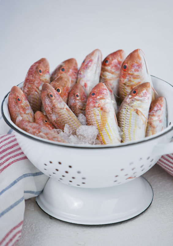 Barbounia - Red Mullet